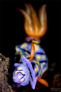 Nudibranch while eating by Iyad Suleyman 